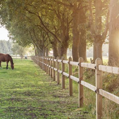 Horses in a field with two-rail wooden fences and boards sliding through the square posts.