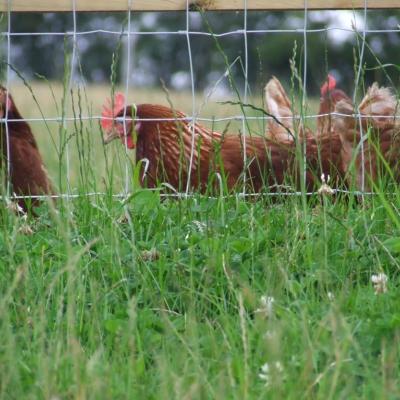 Wire mesh fence for chickens
