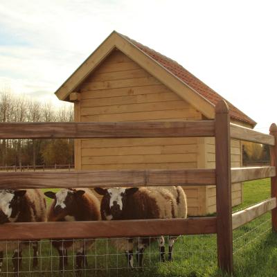 Moutons dans un champ avec un abri en bois et une clôture en bois recouverte d'un filet