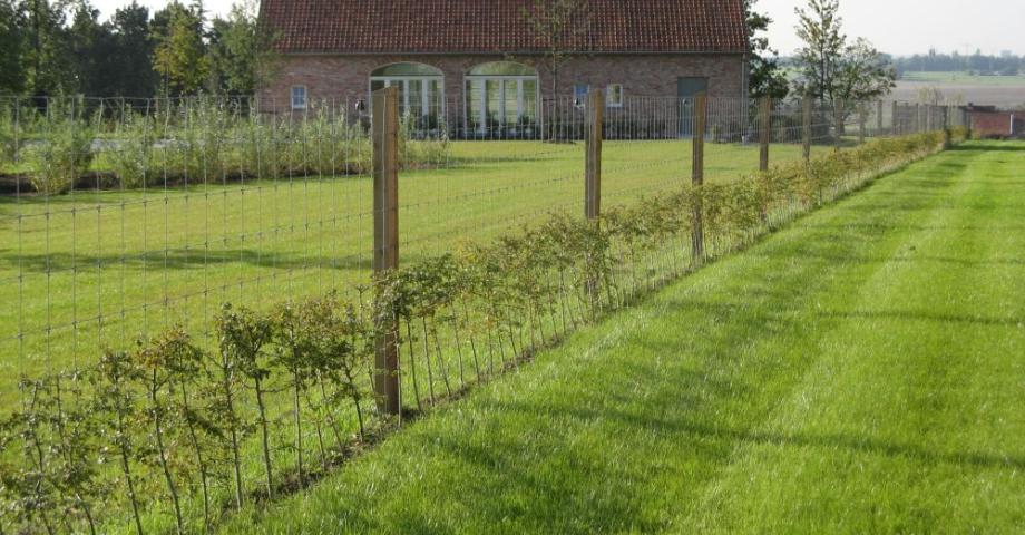 Wire mesh fence with square pine posts in the garden of a house