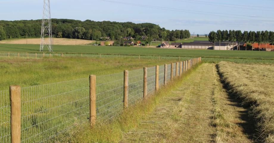 Wire mesh fence with round Robinia posts on a field