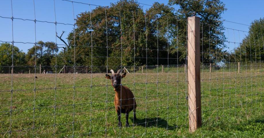 Wire mesh fence with a square Robinia post in a field with a goat